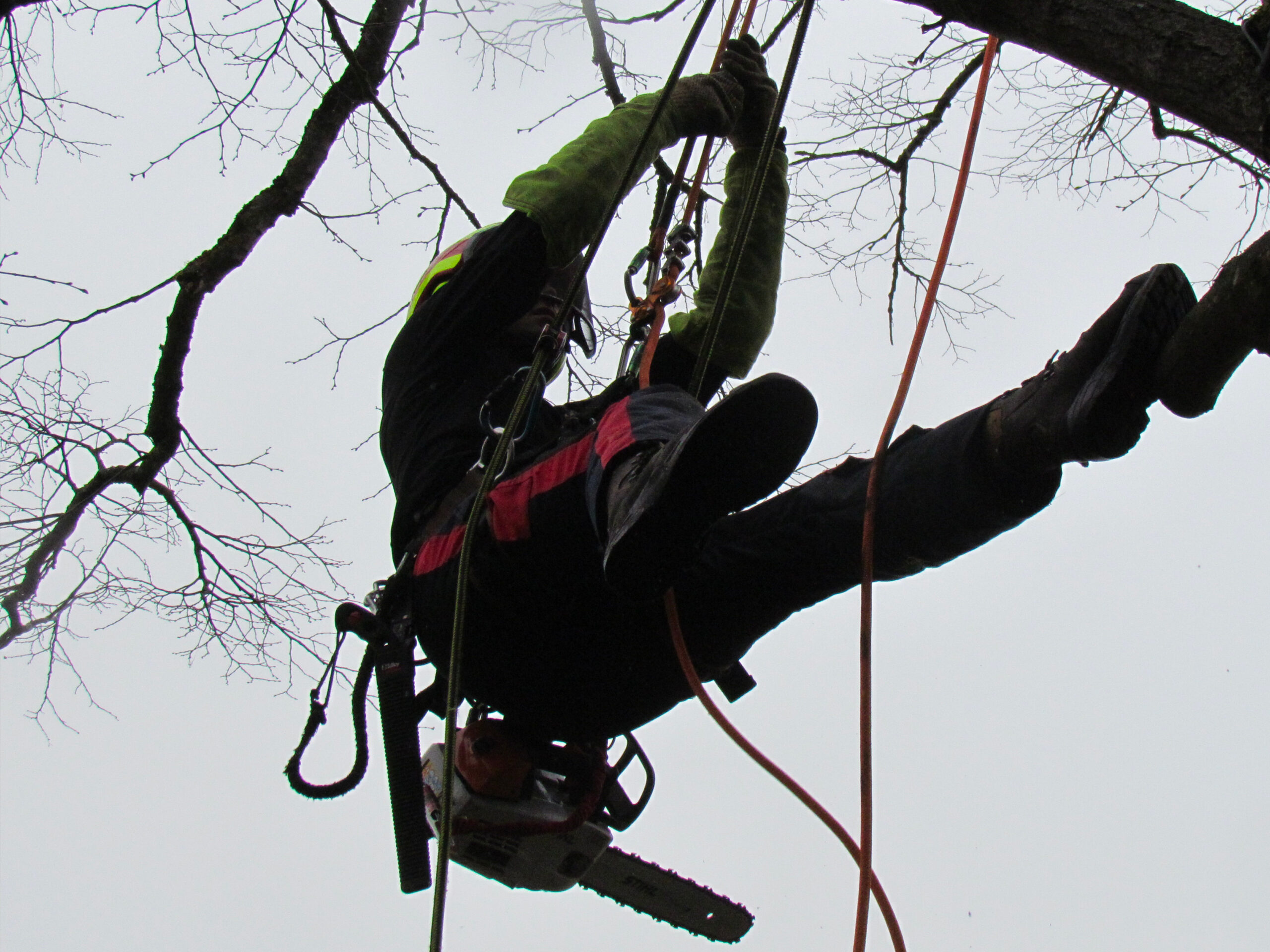 Arboriste grimpeur élagueur