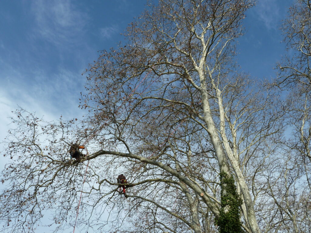 Taille raisonnée et soins aux arbres