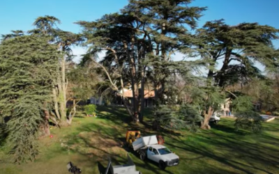 Vidéo sur la taille de cèdre filmé par un drone près de Toulouse