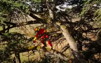 Vidéo 2 sur la taille de cèdre près de Toulouse filmé par un drone