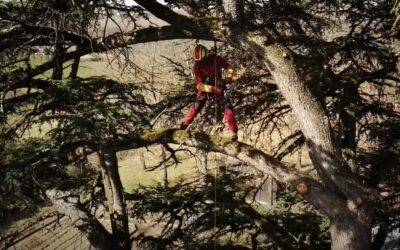 Prestations d’Élagage et d’Abattage d’Arbres à Sainte-Foy-d’Aigrefeuille