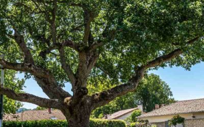 Services Professionnels d’Élagage et d’Abattage d’Arbres à Fourquevaux