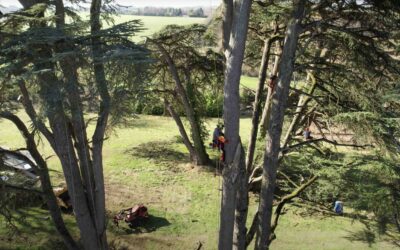 Quelle est la meilleure période pour élaguer vos arbres à Préserville (31570) ?