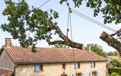 Zoom sur les interventions d’abattage délicat en zone résidentielle à Verfeil